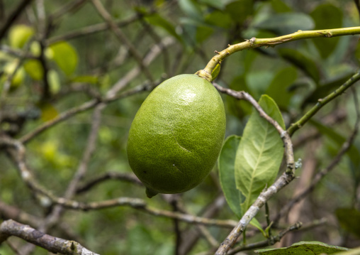 Lawachara national park, Sylhet Division, Kamalganj, Bangladesh