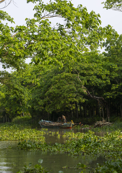 Bangladeshi men carrying wood on a local boat on a river in Sundarbans, Barisal Division, Banaripara, Bangladesh