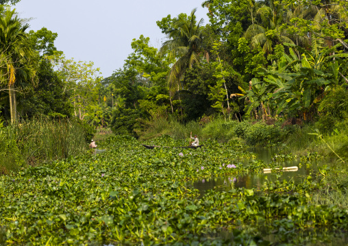 Local boats rowing in the middle of hyacinths, Barisal Division, Banaripara, Bangladesh