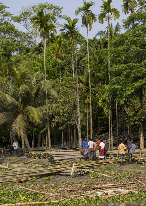 Bangladeshi men cutting trees in Sundarbans, Barisal Division, Harta, Bangladesh