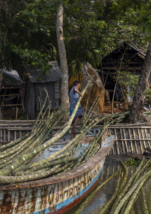 Bangladeshi man unloading bamboos from his boat in Sundarbans, Barisal Division, Harta, Bangladesh