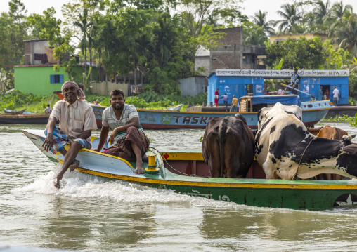 Bangladeshi men transporting cows on a boat in Sundarbans, Barisal Division, Harta, Bangladesh