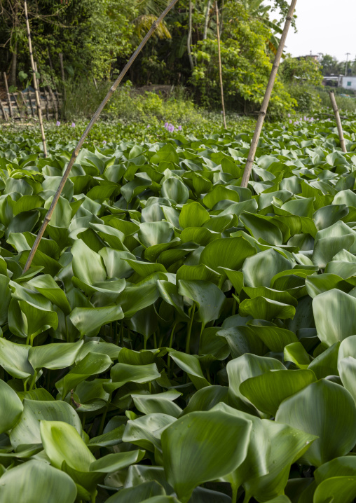 Hyacinths on the river, Barisal Division, Harta, Bangladesh