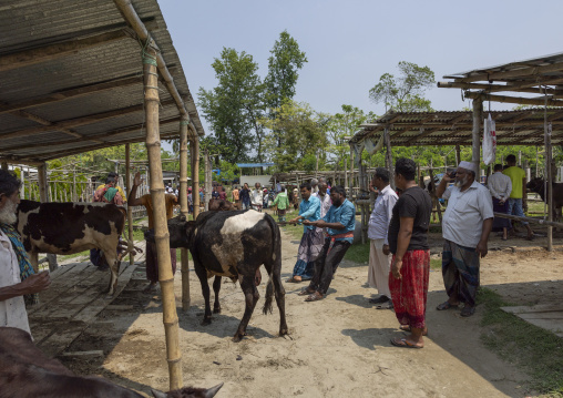 Bangladeshi men selling and buying cows at cattle market, Barisal Division, Wazirpur, Bangladesh