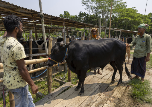 Bangladeshi men selling and buying cows at cattle market, Barisal Division, Wazirpur, Bangladesh