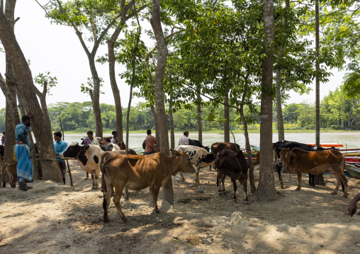 Bangladeshi men selling and buying cows at cattle market, Barisal Division, Wazirpur, Bangladesh