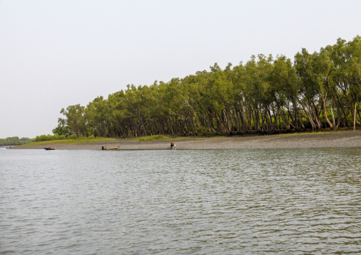 Mangrove in the Sundarbans, Khulna Division, Shyamnagar, Bangladesh