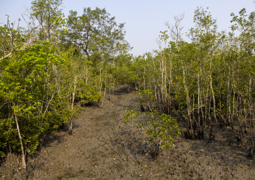 Mangrove in the Sundarbans, Khulna Division, Shyamnagar, Bangladesh