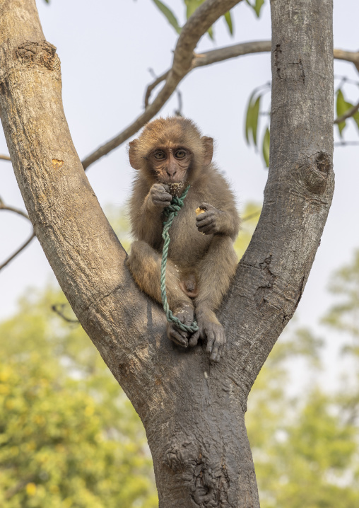 Young monkey chained to a tree in Sundarbans, Khulna Division, Shyamnagar, Bangladesh