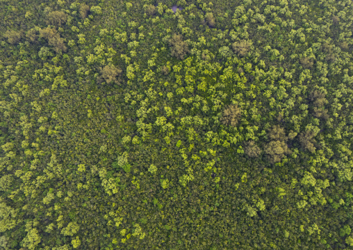 Aerial view of the mangrove in the Sundarbans, Khulna Division, Shyamnagar, Bangladesh