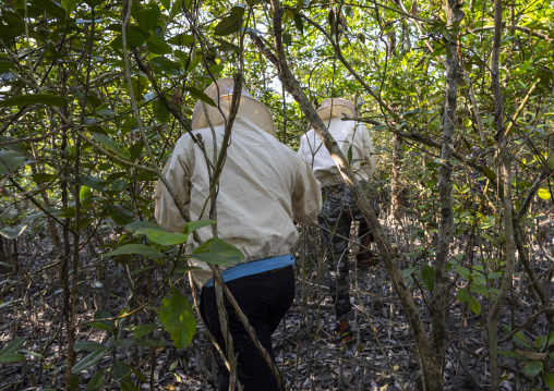 Beekeepers going to collect honey in the mangrove, Khulna Division, Shyamnagar, Bangladesh