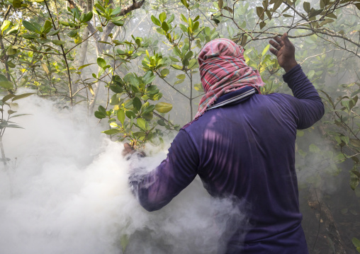 Beekeeper collecting honey from the beehive in the mangrove, Khulna Division, Shyamnagar, Bangladesh