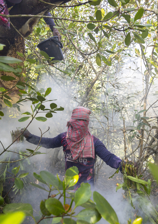 Beekeeper collecting honey from the beehive in the mangrove, Khulna Division, Shyamnagar, Bangladesh