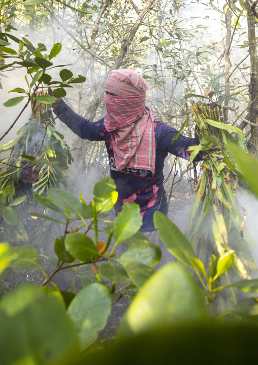 Beekeeper collecting honey from the beehive in the mangrove, Khulna Division, Shyamnagar, Bangladesh