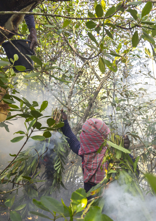 Beekeepers collecting honey from the beehive in the mangrove, Khulna Division, Shyamnagar, Bangladesh