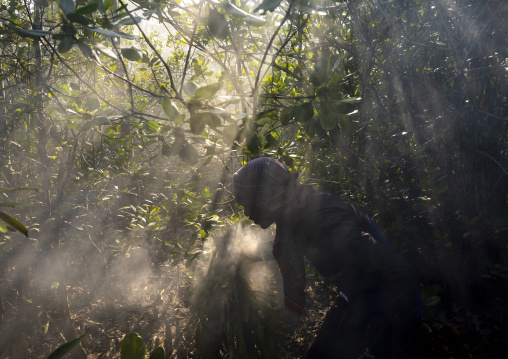 Beekeeper collecting honey from the beehive in the mangrove, Khulna Division, Shyamnagar, Bangladesh