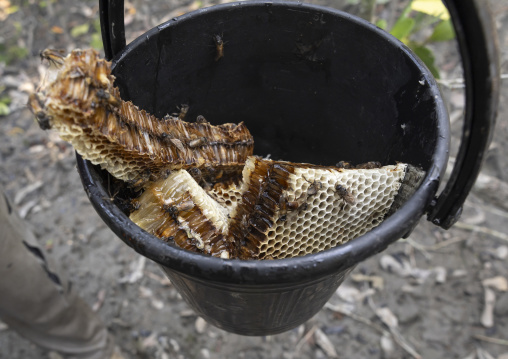 Honey collected in the mangrove, Khulna Division, Shyamnagar, Bangladesh