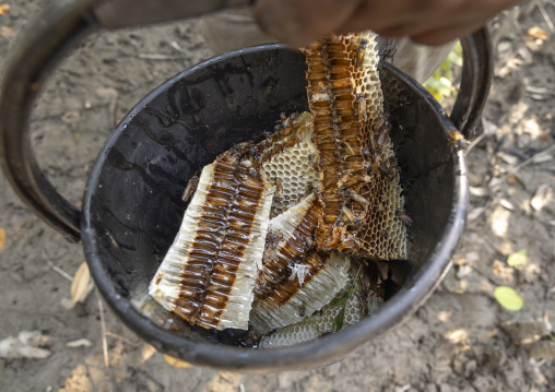 Honey collected in the mangrove, Khulna Division, Shyamnagar, Bangladesh