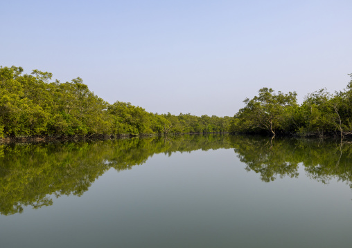 Mangrove in the Sundarbans, Khulna Division, Shyamnagar, Bangladesh