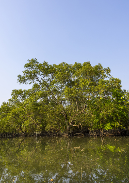 Mangrove in the Sundarbans, Khulna Division, Shyamnagar, Bangladesh