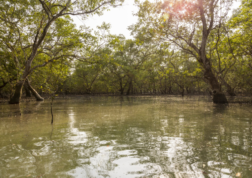 Mangrove in the Sundarbans, Khulna Division, Shyamnagar, Bangladesh