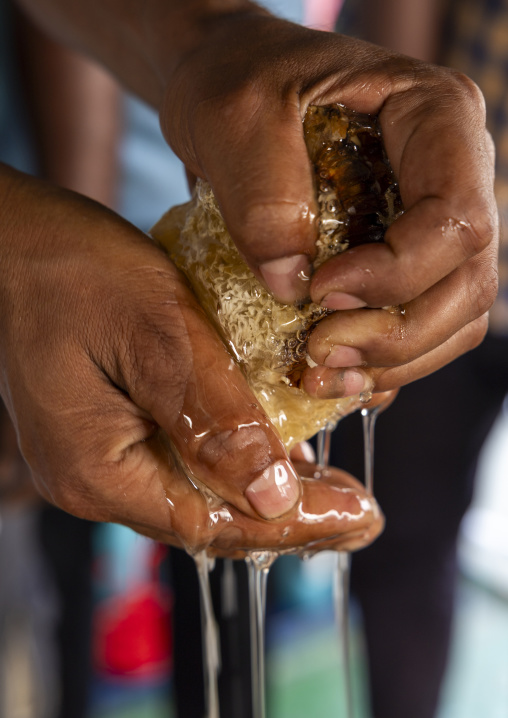 Beekeeper removing honey from the honeycomb, Khulna Division, Shyamnagar, Bangladesh