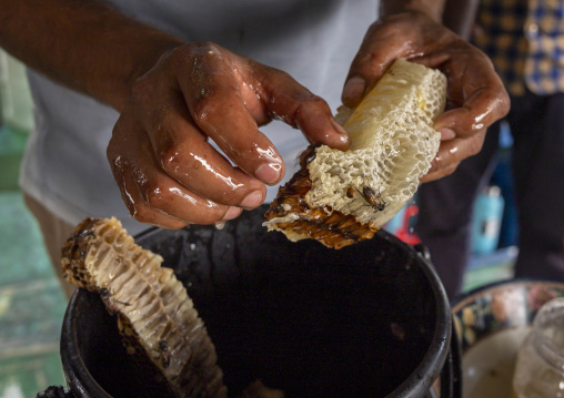 Beekeeper removing honey from the honeycomb, Khulna Division, Shyamnagar, Bangladesh