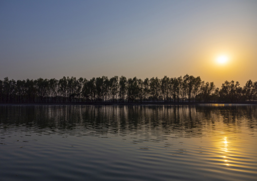 Mangrove in the Sundarbans at sunset, Khulna Division, Shyamnagar, Bangladesh