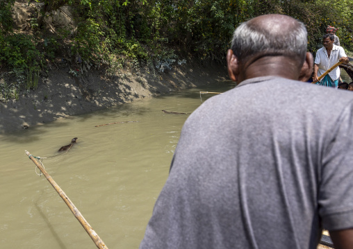 Bangladeshi fishermen use otters to fish in the Sundarbans, Khulna Division, Narail Sadar, Bangladesh