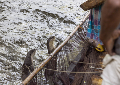 Otter used by fishermen to fish in the river in Sundarbans, Khulna Division, Narail Sadar, Bangladesh