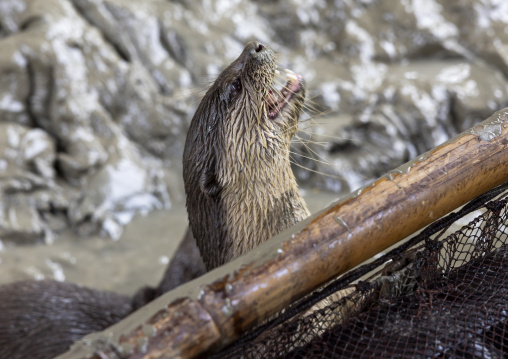 Otter used by fishermen to fish in the river in Sundarbans, Khulna Division, Narail Sadar, Bangladesh