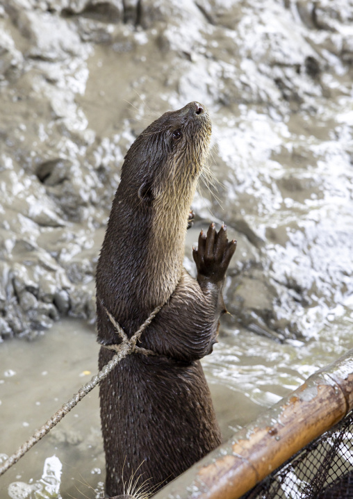 Otter used by fishermen to fish in the river in Sundarbans, Khulna Division, Narail Sadar, Bangladesh