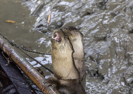 Otter used by fishermen to fish in the river in Sundarbans, Khulna Division, Narail Sadar, Bangladesh