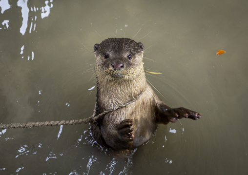 Otter used by fishermen to fish in the river in Sundarbans, Khulna Division, Narail Sadar, Bangladesh