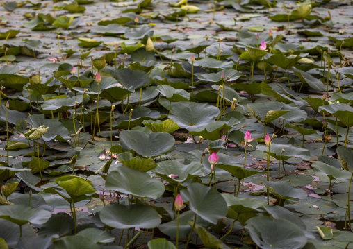 Nymphaea lotus water lily in pond, Khulna Division, Jessore, Bangladesh