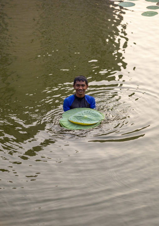 Bangladeshi man collecting lilies leaves in a pond, Khulna Division, Jessore, Bangladesh