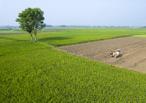 Aerial view of a farmer ploughing field with oxes, Khulna Division, Kaliganj, Bangladesh