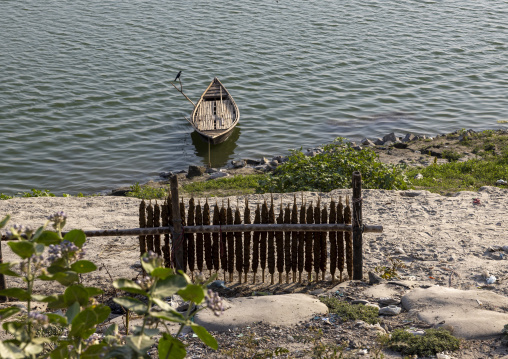 Cow dungs on sticks used for fuel drying in the sun, Rajshahi Division, Rajshahi, Bangladesh