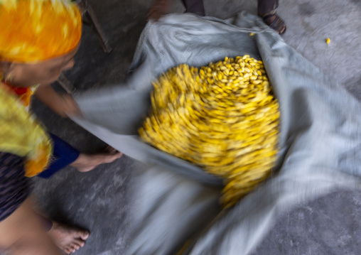 Cocoon silkworms in a silk factory, Rajshahi Division, Rajshahi, Bangladesh