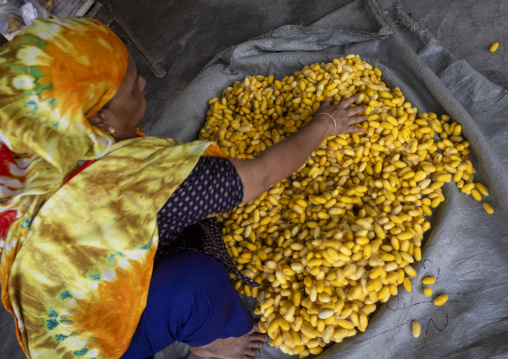 Cocoon silkworms in a silk factory, Rajshahi Division, Rajshahi, Bangladesh