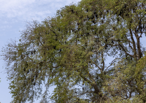 Bats sleeping in trees, Rajshahi Division, Manda, Bangladesh