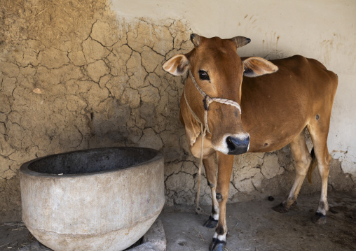 Cow in a farm, Rajshahi Division, Naogaon Sadar, Bangladesh