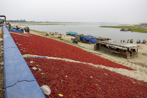 Red chili pepper drying in Kalitola ghat, Rajshahi Division, Sariakandi, Bangladesh