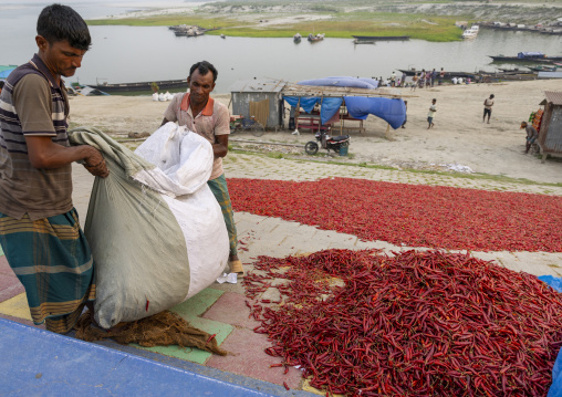 Bangladeshi men dry red chili pepper in Kalitola ghat, Rajshahi Division, Sariakandi, Bangladesh