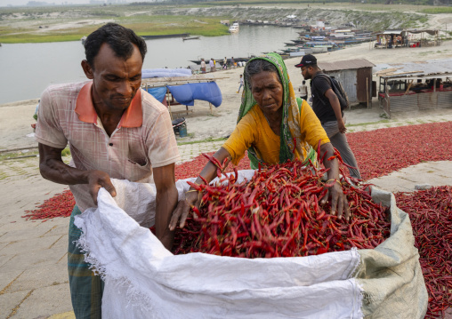 Bangladeshi workers packing dry red chili pepper in Kalitola ghat, Rajshahi Division, Sariakandi, Bangladesh