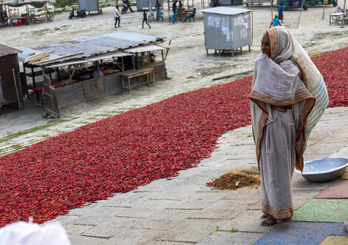 Bangladeshi woman with dry red chili pepper in Kalitola ghat, Rajshahi Division, Sariakandi, Bangladesh