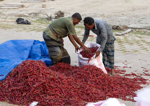 Bangladeshi men packing dry red chili pepper in Kalitola ghat, Rajshahi Division, Sariakandi, Bangladesh