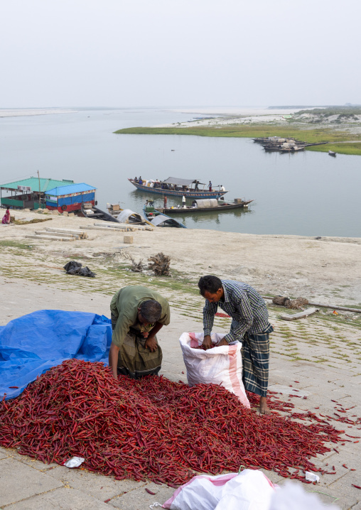 Bangladeshi men packing dry red chili pepper in Kalitola ghat, Rajshahi Division, Sariakandi, Bangladesh