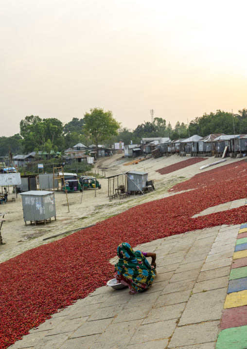 Bangladeshi woman laying dry red chili pepper in Kalitola ghat, Rajshahi Division, Sariakandi, Bangladesh