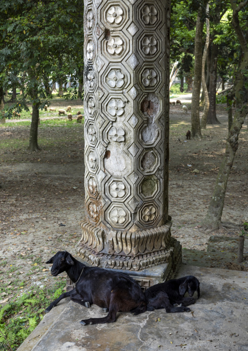 Goats in an old heritage house column at Pakutia Zamindar Bari, Dhaka Division, Nagarpur, Bangladesh